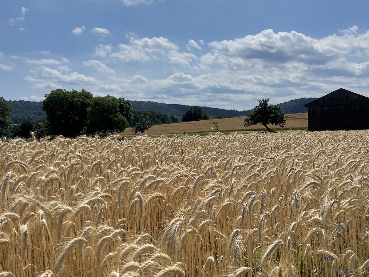 Graanvelden Odenwald